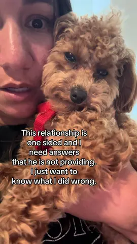A post by @organizingspacesbykim on TikTok caption: I love you Nash but come on! Just talk to me already 🤣 #toypoodle #poodlesoftiktok #poodles 