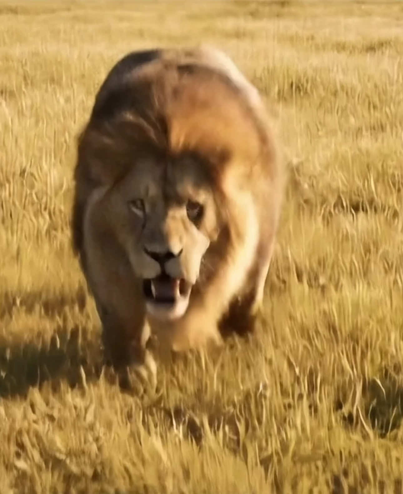 A post by @ku_13js on TikTok caption: Send it to your friends right away 😅 #Lion