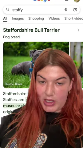 A post by @ on TikTok caption: My opinion on Dog breeds #dogbreeds #staffylove #smalldogsoftiktok #fyp #sorrynotsorry 