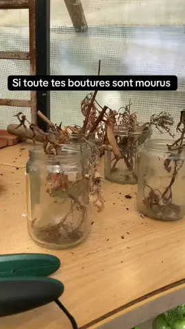 A post by @alex777terieur on TikTok caption: #jardinage #astuce #potager #permaculture 