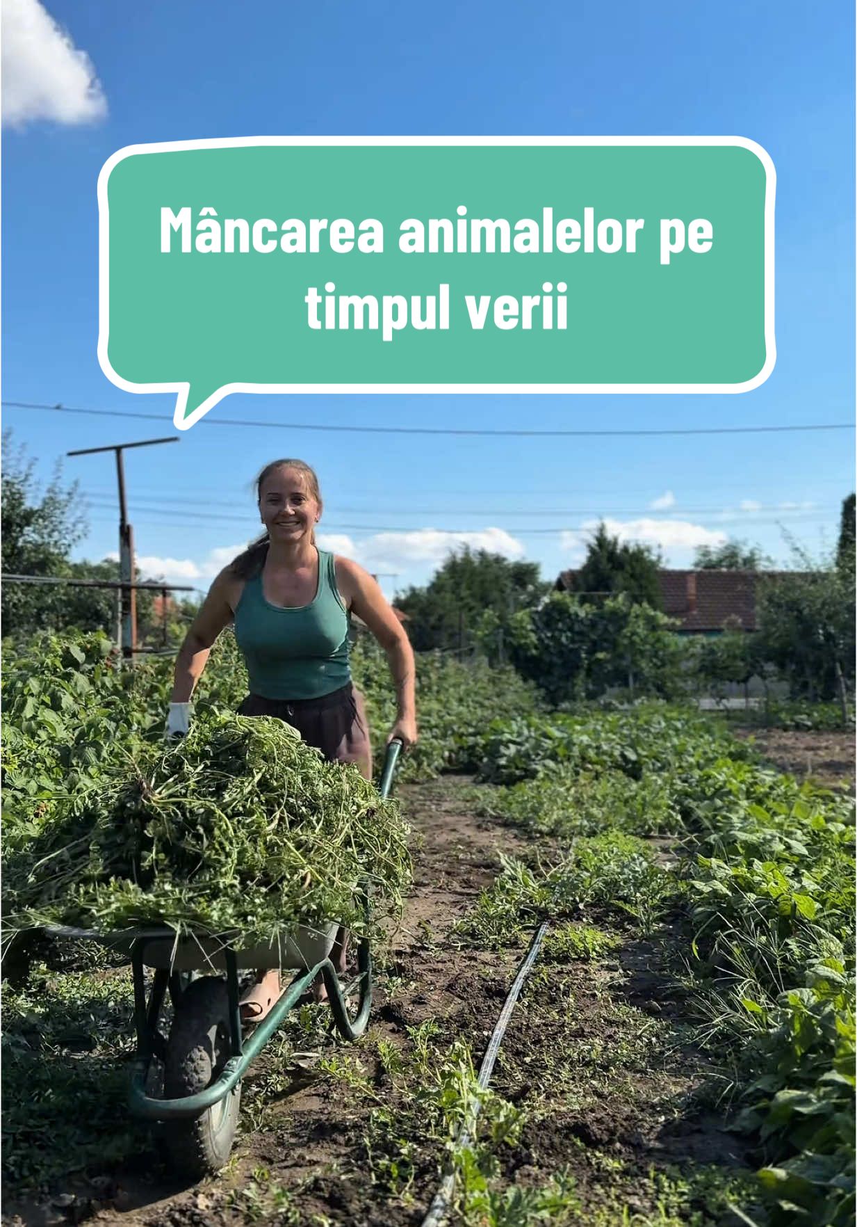 A post by @olteancaludi on TikTok caption: Caut să cumpăr 500 kg secară și 500 kg ovăz. Dacă aveți în zona mea, vă rog frumos să-mi scrieți! 💕#iarbaverde #gradina 