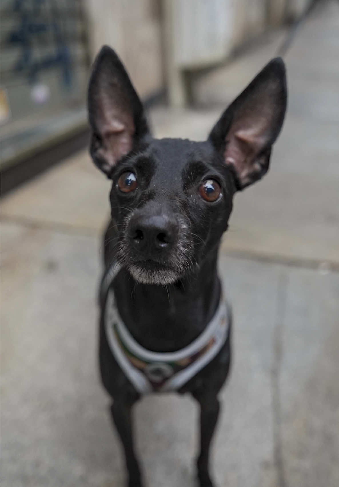A post by @doggodaiily on TikTok caption: Achille❤️🥰 , #caniditorino #pincher 