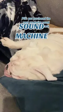 A post by @jupiterthebulldog on TikTok caption: We sleep to bulldog snores around here🤭 #jupiterthebulldog #babiesanddogs 