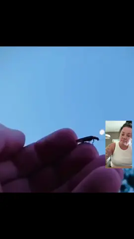 A post by @folkmedicineremedies on TikTok caption: #fireflies #summervibes #ecofriendly #entomology #fyp #reels