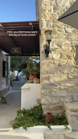 A post by @avbfit on TikTok caption: the way you can literally HEAR the buzzing on camera should tell you everything you need to know about how big this thing was 🤣