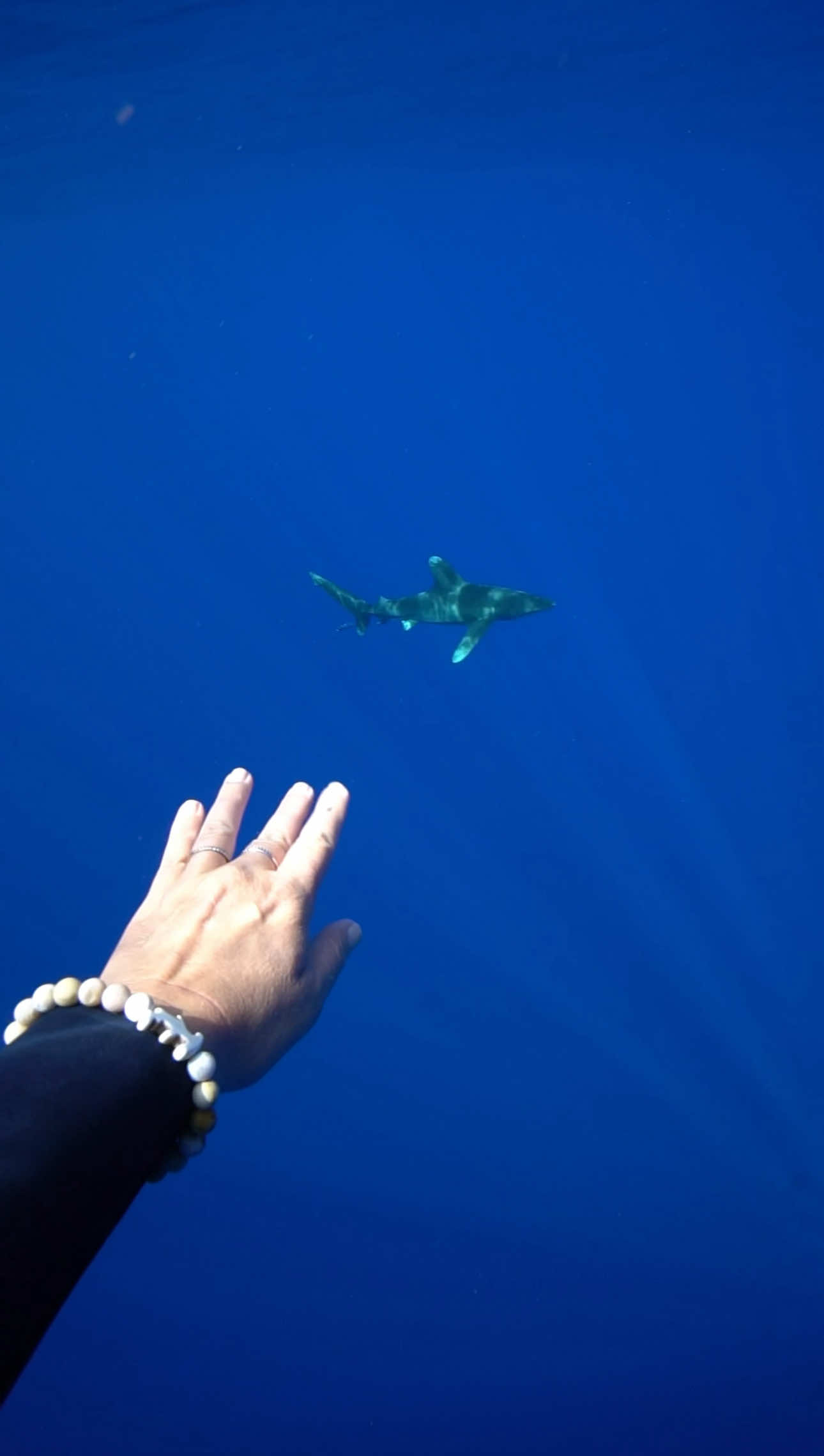 A post by @mermaid.kayleigh on TikTok caption: Dive DEEPER into the world of SHARKS this SHARK WEEK with @Fahlo bracelets in partnership with @Saving the Blue! 🦈 With Fahlo you can track REAL hammerhead sharks & you might  spot your shark in this year’s episodes! 💙 Will you be watching & tracking?! #SharkWeek #FahloPartner #Fahlo #MyFahlo #discoverysharkweek