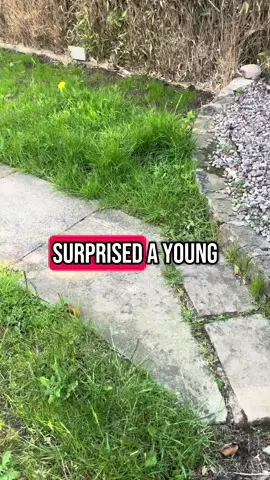 A post by @markmarshalllsh on TikTok caption: Garden Transformation #20 I can’t believe this journey has taken me across the UK, and even to America, to create 20 beautiful gardens for free. None of this would be possible without the love and support from you – my amazing community. A huge thank you to the incredible landscapers who join me on the road. It’s an honour working alongside such talented people who give up their time to help create these dream gardens. If you’re ever looking for trusted landscapers, check out the names you see in my videos – they deserve your support. Discount codes for you: @easybathrooms and @One Click Plants – use code MARK10 for a special saving while it lasts. Massive thanks to: @SJDuffyLandscaping @W F Construction Midlands Ltd  #GardenTransformation #Landscaping #GardenDesign #GardenIdeas #FreeGarden #UKGardens        