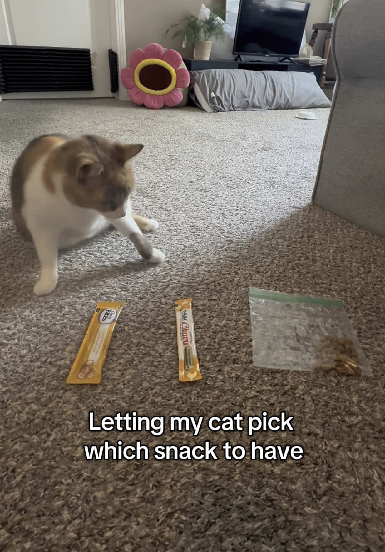 A post by @lifewithada on TikTok caption: This girl loves her snacks #wobblycat #snacks #SnackTime #cerebellarhypoplasia #chcat #calicocat #calico #cutecat #catsoftiktok #foryoupage #fyp 