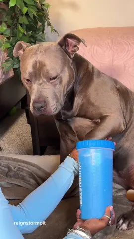 A post by @reignstormpit on TikTok caption: Whos obsessed with the frito paw smell ? 👀 Its Funky Filthy Frito Paw Friday , lets clean Reigns paws ! 🐾 🫧🧼  #asmr #relax #clean #CleanTok #dogsoftiktok #doggrooming #cutedog #cute #dogcare #asmrvideo #relax #satisfying #tiktokasmr #fyp #satisfyingvideo  