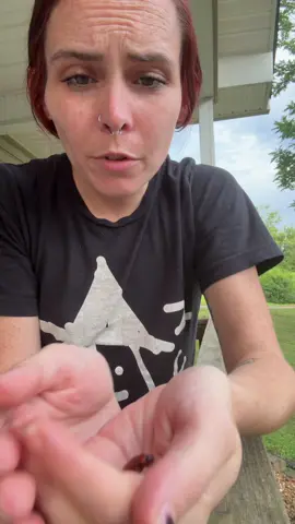 A post by @warshragss on TikTok caption: Little guy #hardshell #bug #insect #summertime #outside #tennessee 