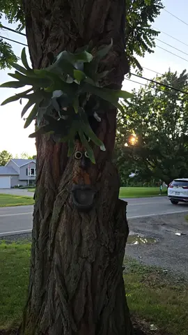 A post by @jamiejohnson0918 on TikTok caption: #stagfern #plant #plants #plantsoftiktok #plantpeople #plantfamily #cute #tree #bird #birdfeeder #hang #outside #nature #for #foryoupage #foryoupageofficiall #foryourpage #fpy #fpyシ #fyp #Love 