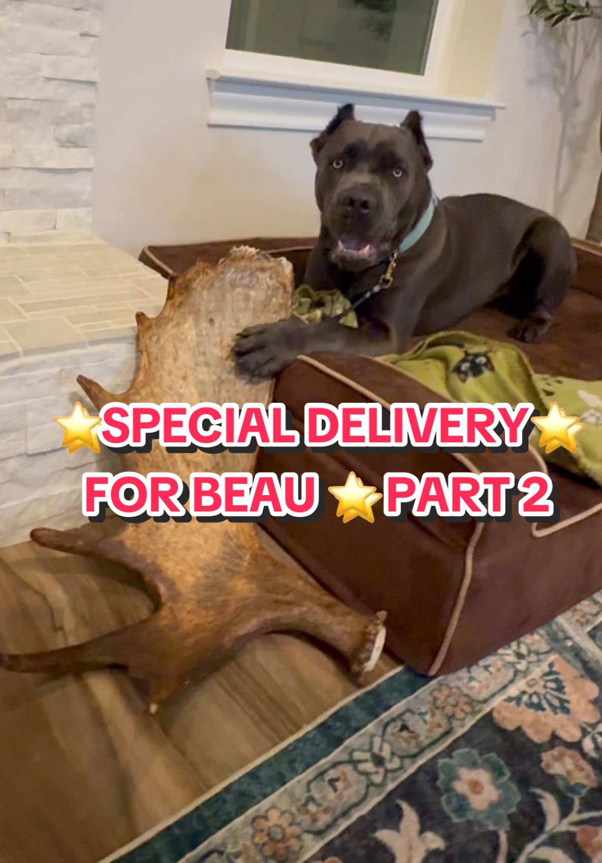 A post by @cookiterica on TikTok caption: ⭐️SPECIAL DELIVERY FOR BEAU⭐️ PART 2⭐️ THANK YOU @Allagash Antlers Shop 💚💖💚💖💚💖 #allagashantlers #beauthesilverbackgorilla #gifted #gift #antlers 