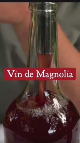 A post by @le.grand.gaulois on TikTok caption: Vin se magnolia #2 #degustation #magnolias #aperitif #terroir #frenchart 