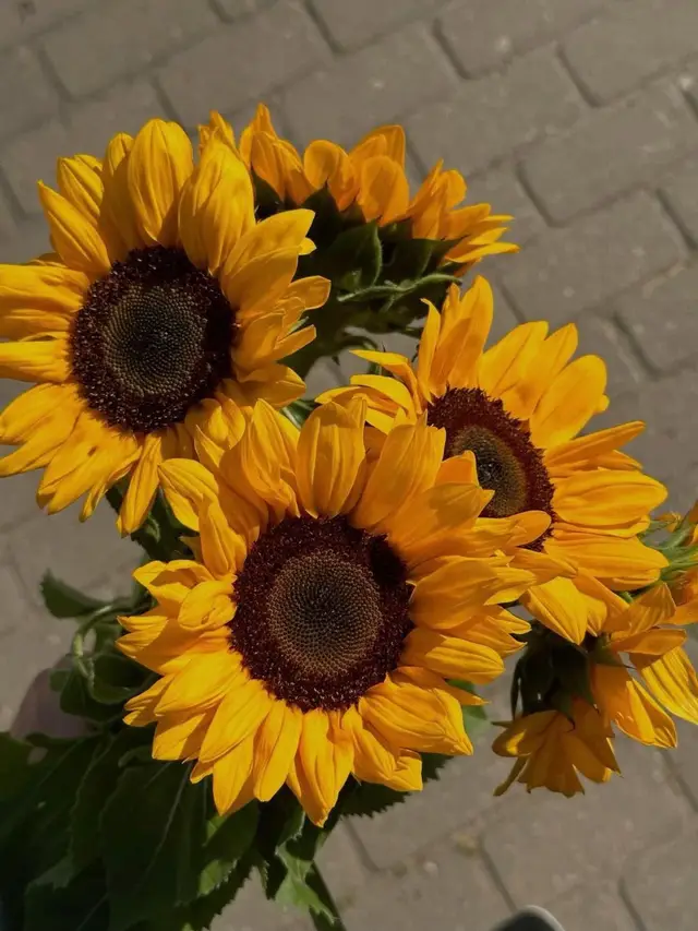 A post by @____su__mi_____ on TikTok caption: 😁🌻📸#fypシ゚ #foryoupage #somaya_sumi #tiktok 