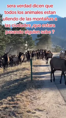 A post by @mayra_tri7 on TikTok caption: #creatorsearchinsights #cute #animals 
