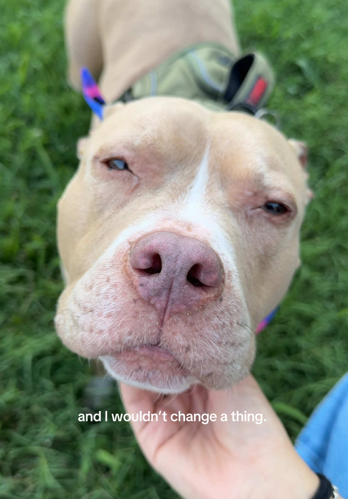 A post by @chritchin on TikTok caption: She’s literally our child 😭 I’m a mother of two! #dogs #dogmoms #wlw #pitbull #lacey 