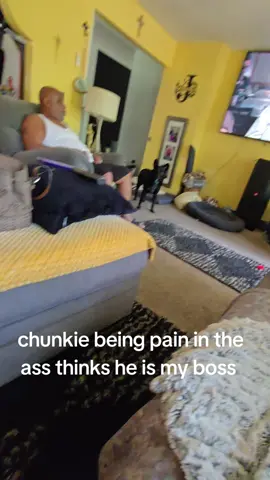 A post by @jamiejohnson0918 on TikTok caption: #blue #heeler #blueheeler #dog #dogsoftiktok #dogs #dogsofttiktok #funnydog #funnydogs #funnydogvideo #demand #demanding #boss #myboss #mybaby #baby #sweet #play #playtime #for #foryoupage #foeyoupage💕💕 #foryourpage #fpy #fpyシ #fypage 