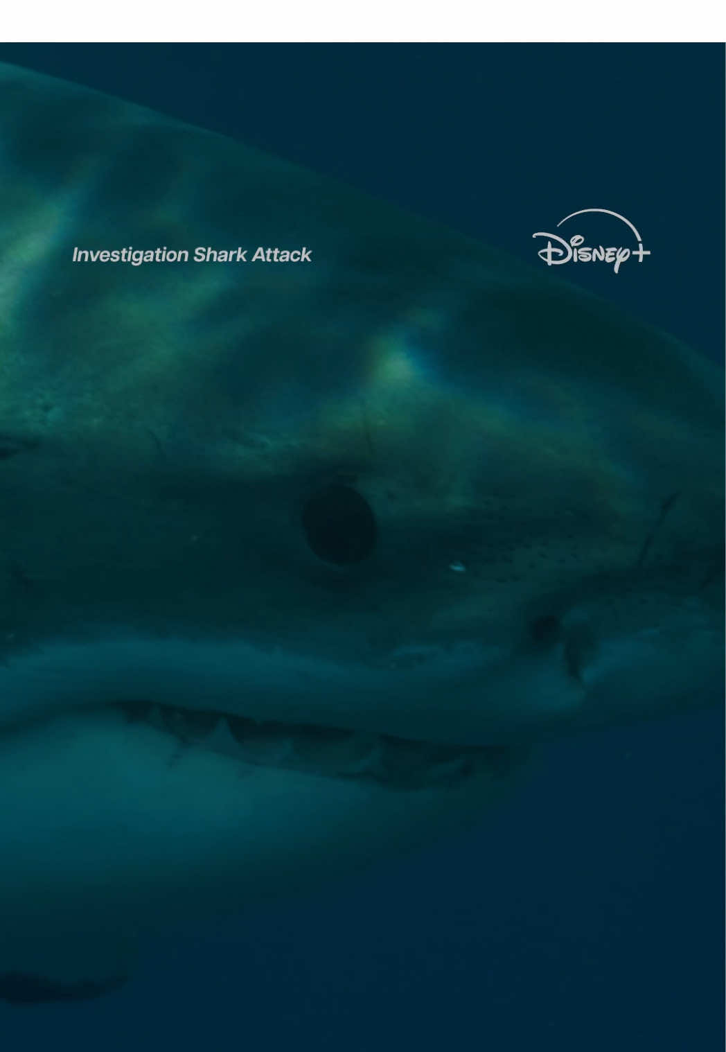 A post by @disneyplus on TikTok caption: Shh, our show is on. Dive into the SharkFest Stream, and discover more Streams, only on Disney+.