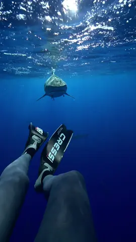 A post by @mermaid.kayleigh on TikTok caption: My favorite ✨magic✨ shoes! My @Cressi1946 fins have taken me to so many amazing places with the most beautiful interactions! Where to next?! #ocean #freediving #snorkel #sharks #whales 