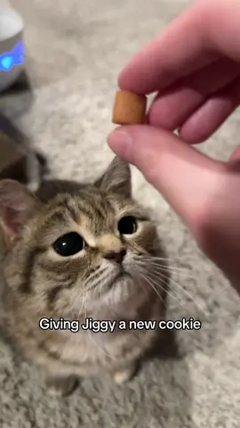 A post by @melodyandjiggy on TikTok caption: another L on a treat for Jiggy it’s so hard to find ones she can eat 😭 #jiggysmalls #dwarfcat #jiggycat #fypage #viral_video #fypシ゚viral #foryoupageofficiall 