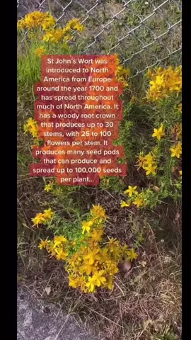 A post by @folkmedicineremedies on TikTok caption: Hypericum perforatum, commonly known as St. John's wort, is a flowering #plant in the family Hypericaceae. It is a hairless, perennial herb with woody roots, yellow #flowers marked by black glands, and leaves that appear perforated due to translucent glands, producing thousands of seeds per plant. It’s history is absolutely #fascinating #botony #herbalism #fyp #reels