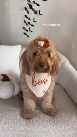 A post by @thedeluxepup on TikTok caption: iconic 👻