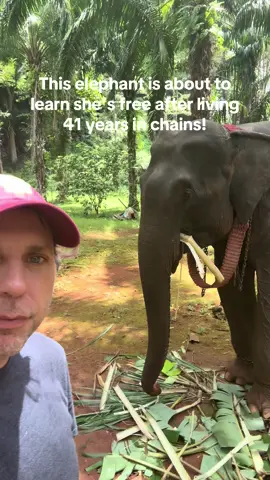 A post by @planting_peace on TikTok caption: Do you think Patty knows she’s about to be free? She’s lived 41 years in chains! Soon she will be a free girl! Can’t thank you all enough for helping me free her! You’re all the best! -Aaron/Planting Peace. Ps… A big thank you to our partner @FOLLOWING GIANTS 