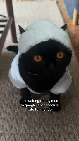 A post by @clementinemeows on TikTok caption: patient little lamb 🐑  #cat #orangeyes #voidcat #sheepcostume 