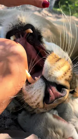 A post by @safarisammie on TikTok caption: Silly Sahara love bite 