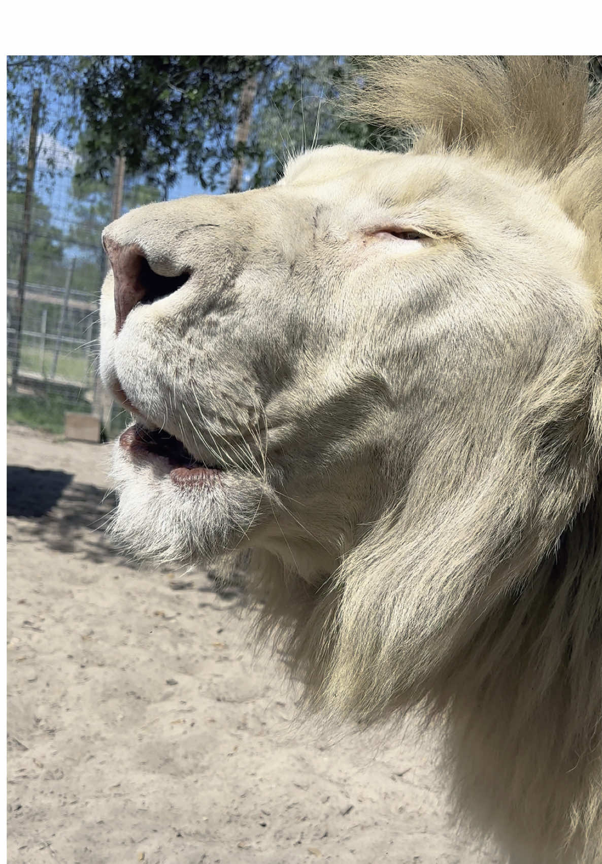 A post by @safarisammie on TikTok caption: Big ROARS 