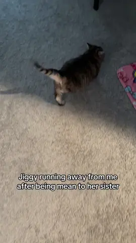 A post by @melodyandjiggy on TikTok caption: and she’ll do it again! Jiggy tube time is not communal tube time 😾 #jiggysmalls #dwarfcat #jiggycat #viralvideo #foryouuuuuuuuu #foryoupage #fypシ 