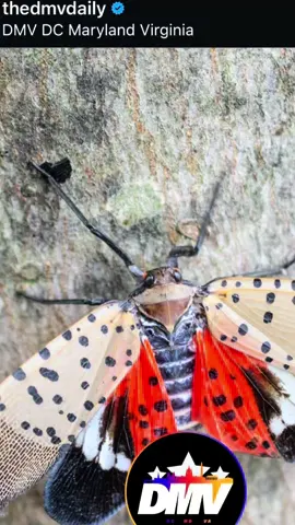 A post by @thilluminatin1 on TikTok caption: Spotted lanternfly: invasive, annoying and threatening our wine supply 🍷 Native to Asia, these bugs are not welcome guests. If you see one, stomp it like it owes you rent. Bonus points if you get creative with their removal.  #invasivespecies #spottedlanternfly #dmv #dmvtiktok #pesticidefree 