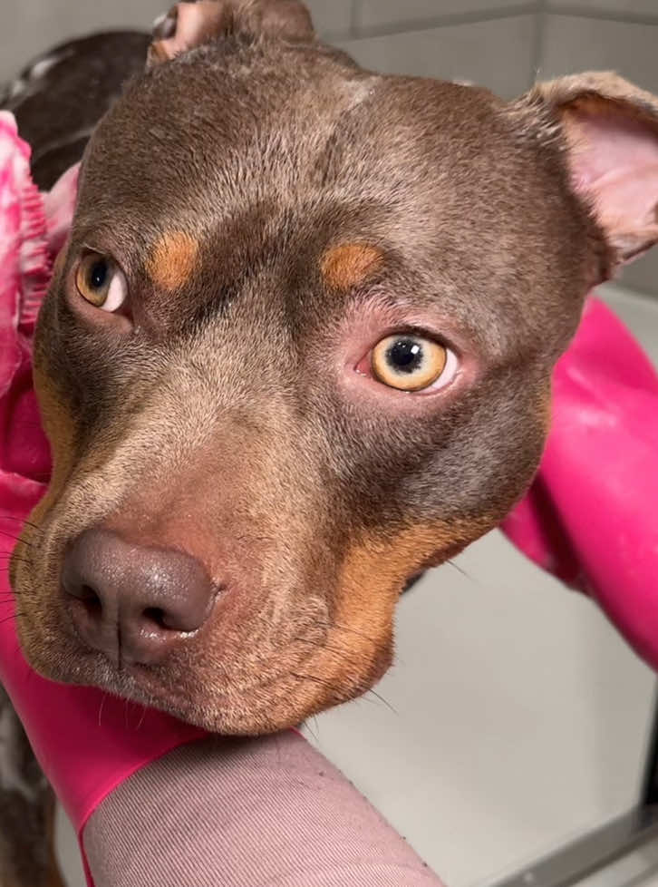 A post by @reignstormpit on TikTok caption: Snoh’s first bath post-surgery 💕🫧🧼 Asmr dog bath time  #dogbath #doggrooming #asmr #asmrsounds #asmrvideo #relax #dogsoftiktok #cutedog #bath #puppybath #satisfying #viral #foryou 