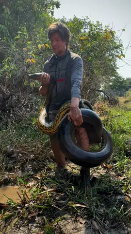 A post by @fishingarrett on TikTok caption: Some of my craziest yoinks! #wildlife #education#fyp#foryou#native#snake#python#anaconda#conservation#professional#florida#peru#colombia#australia#viral 