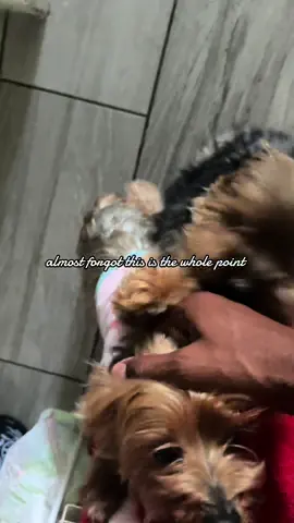 A post by @x.ody on TikTok caption: back home with our babies ✨✨ #ody #frenchie #dauchshund #dog 