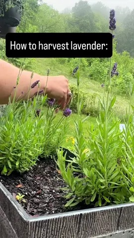 A post by @folkmedicineremedies on TikTok caption: Did you know? you can pick #lavender #flowers without harming the plant, and in fact, it can benefit the plant. Removing the flowering stems promotes new growth and encourages the plant to redirect its #energy to producing more flowers. #fyp #reels #silly #howto #diy #homesteading 