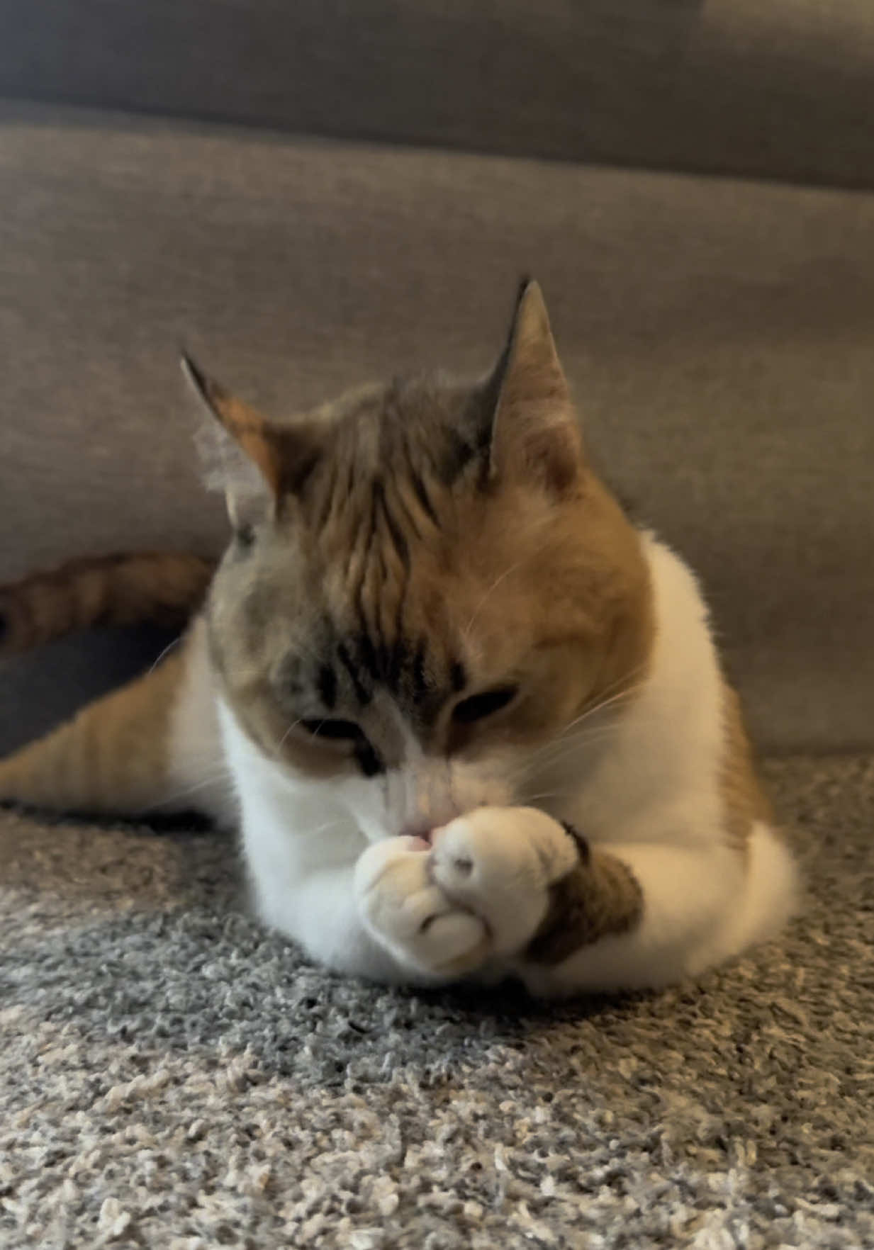 A post by @lifewithada on TikTok caption: Always getting excited for her snackies #wobblycat #cerebellarhypoplasia #chcat #calicocat #calico #catsoftiktok #cutecat #cat #snacks #foryoupage #fyp 