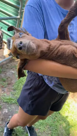 A post by @xo_0220 on TikTok caption: “I just a baby” 😭🥺💕 #fypシ #goatsoftiktok #foryoupage 