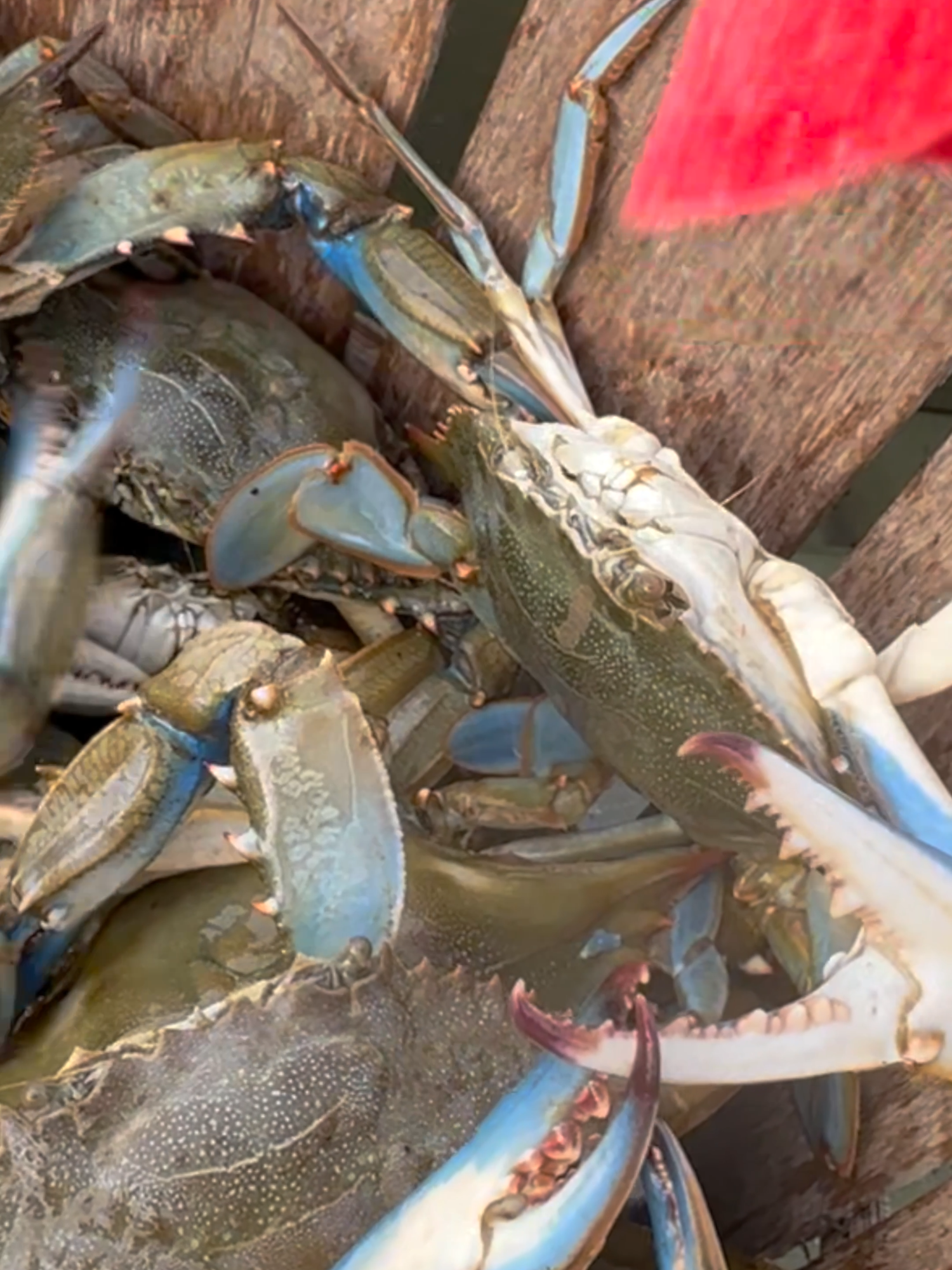 A post by @by_the_water on TikTok caption: I Went Crabbing Again...#seafood #chesapeakebay #crabbing