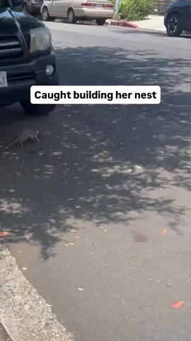 A post by @derrickdowneyjr on TikTok caption: Maxine out here making renovations for her little ones. 🐿️