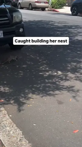 A post by @derrickdowneyjr on TikTok caption: That girl Maxine out here making renovations to her house for her little ones. Caught her in the act 🐿️