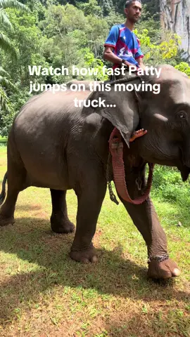 A post by @planting_peace on TikTok caption: It’s happening! I can’t believe how fast Patty got on this moving truck.  I think she honestly knows she will soon be free! She spent the last 41 years in chains! That ends today! Follow her journey to freedom here! -Aaron/Planting @FOLLOWING GIANTS 