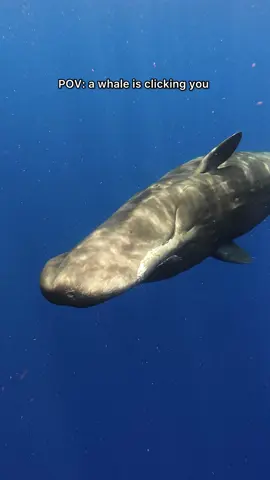 A post by @mermaid.kayleigh on TikTok caption: Their clicks are the loudest animal sounds on Earth reaching up to 230 decibels & are used for echolocation and communication across vast distances in the ocean! DM me for trip details to get to see these amazing animals in person!  #whales #whalewatching #ocean #snorkel #whale 