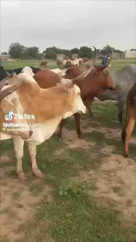 A post by @gassambarotv on TikTok