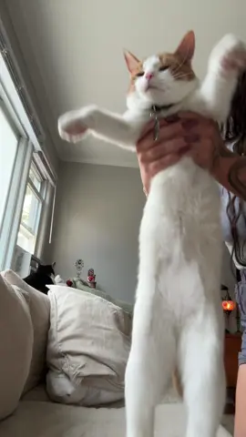 A post by @thehairrwitch on TikTok