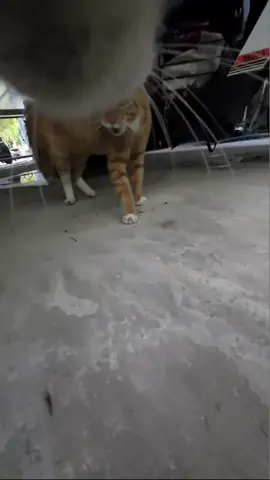 A post by @max20499 on TikTok caption: #CatsOfTikTok #maxwell 