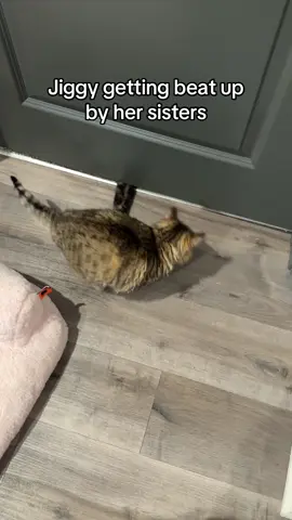A post by @melodyandjiggy on TikTok caption: the under the door swipes get me every time 😹😹😹 #jiggysmalls #dwarfcat #jiggycat #jiggyandhersisters #fypシ゚viral #trending #foryouuuuuuuuu 