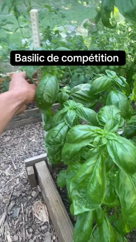 A post by @alex777terieur on TikTok caption: #jardinage #astuce #permaculture #potager 
