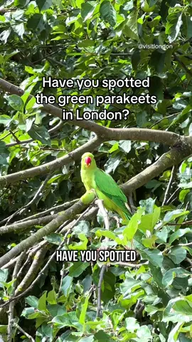 A post by @visitlondon on TikTok caption: Spotted something green and noisy in the trees? 🦜    You’re not imagining things, London is home to thousands of wild parakeets! These vibrant, tropical birds have made the city their own, especially in parks like Hyde Park, Richmond, and Hampstead Heath. No one knows exactly how they got here, but one thing's certain: they’ve become a colourful part of London life💚🌳  #LondonMakesItPossible #VisitLondon #LondonWildlife #ParakeetsOfLondon #UrbanNature #LetsDoLondon #Parakeets #London #Wildlife #Birdwatching #birdslove #wildlifeinlondon #londontiktok #londontok #londonparks #londonlife #thingstodoinlondon #londonactivities #londonactivity #funthingstodoinlondon #uniquethingstodoinlondon #londonhiddengems #londonhiddengem #londonhiddenplaces #londonhistory #londonhistoryspots #londonhistoryfacts #birdtok #birdtiktok #hydepark #kensingtonpalace 