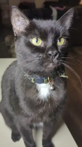 A post by @mollythepandacatofficial on TikTok caption: did this one because it was silly 🥹🫶🏻🐱